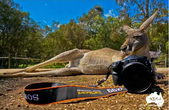 关于工作签证问题,求解~