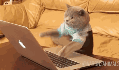猫咪敲键盘表情包图片