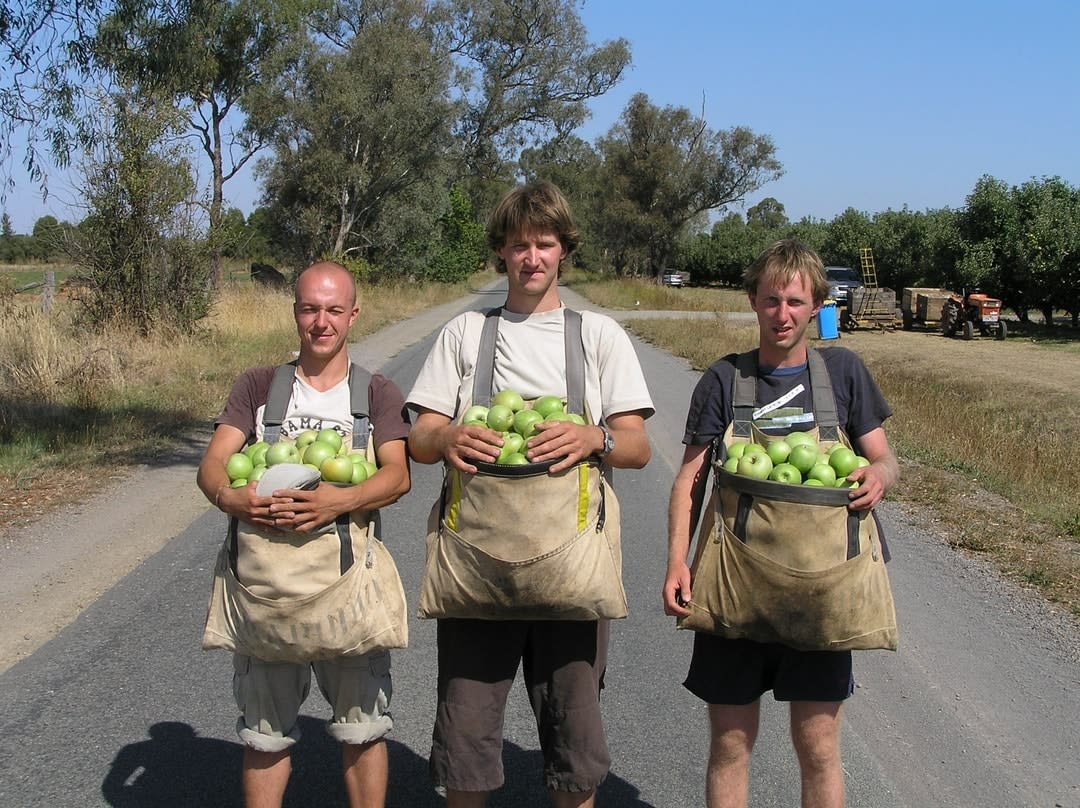 澳大利亚水果采摘路线上的三个背包客