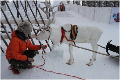 在芬兰北极圈喂驯鹿