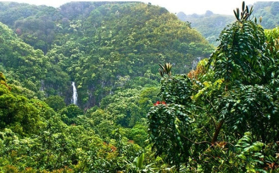 Hana Hwy (Hwy 360)， Maui, Hawaii