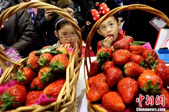 资料图：草莓。中新社记者 富田 摄